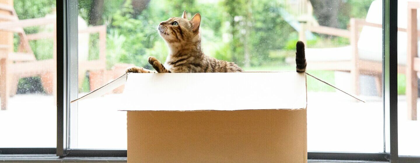 Bengalijos katė sėdi judančioje dėžėje