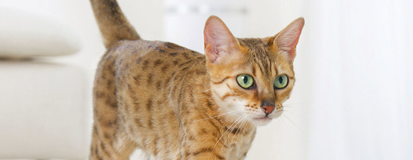 Bengalijos katės žaliomis akimis iš arti