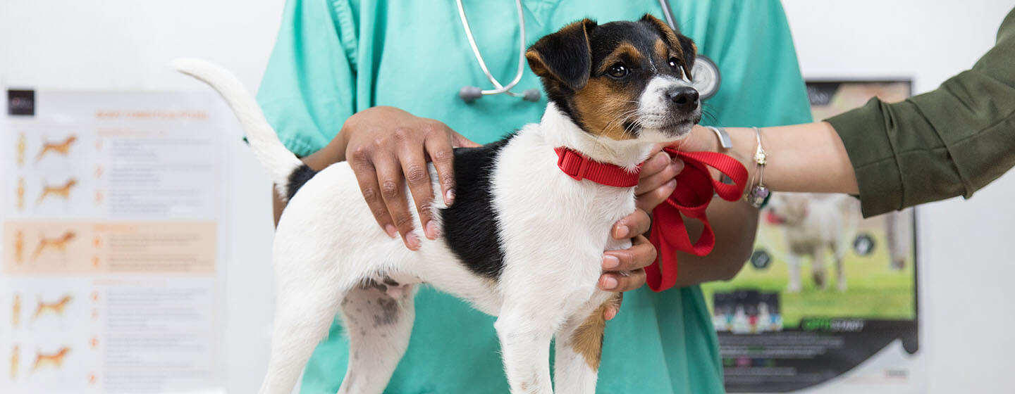 Šuo apžiūrėtas pas veterinarus