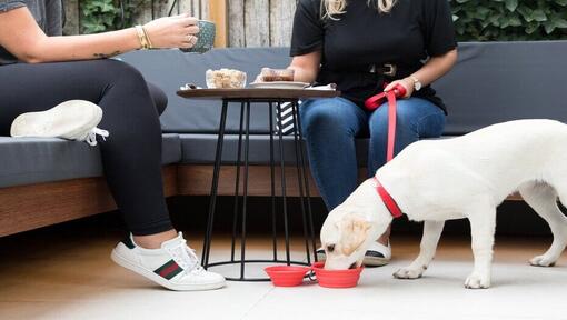 Labradoro šuniukas geria vandenį po kavinės stalu
