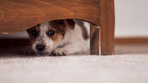 Mažas šuniukas slepiasi po baldais