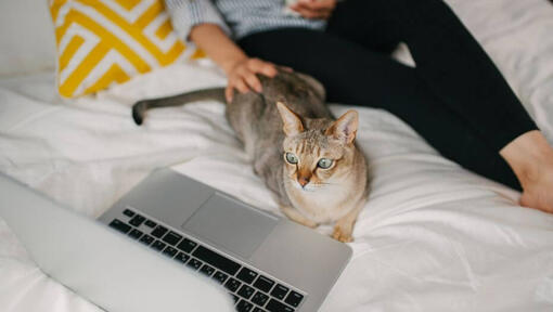 Moteris žiūri filmą nešiojamajame kompiuteryje su savo augintine – Azijos kate