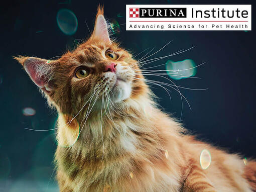 Purina institutas ir inovacijos