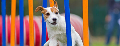 mažas šuo, bėgiojantis agility trasoje