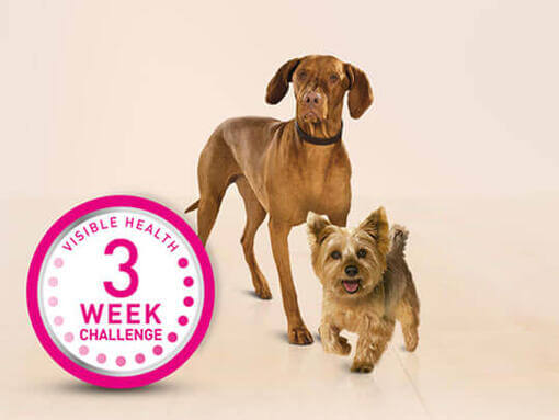 3 Week Challenge logo and dogs